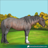 Horse Color:Brown Varnish Rabicano 