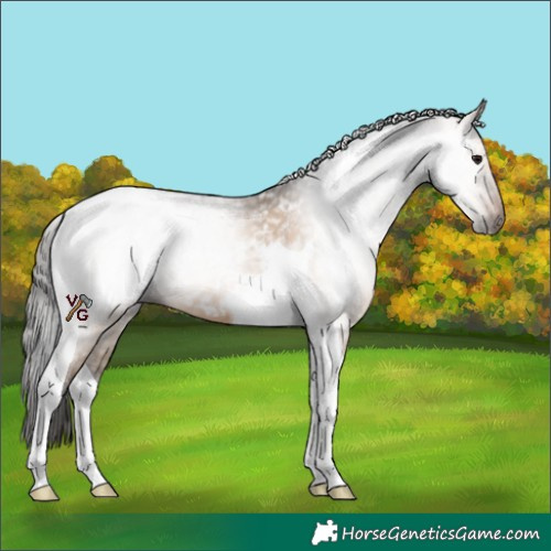 Horse Color:Gray Bay Dun Tobiano Blanket 