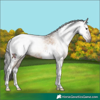 Horse Color:Gray Bay Dun Tobiano Blanket 