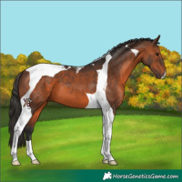 Horse Color:Brown Tobiano 