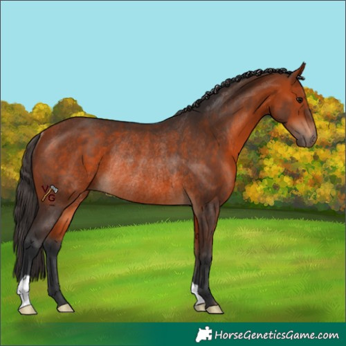 Horse Color:Bay Rabicano 