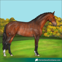 Horse Color:Bay Rabicano