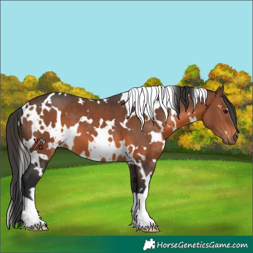 Horse Color:White Spotted Brown 