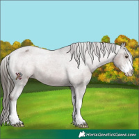Horse Color:Liver Chestnut Sabino Varnish Rabicano 