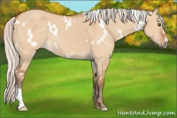 Horse Color:White Spotted Silver Bay Dun Sabino Rabicano 
