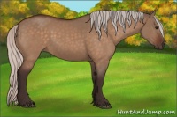 Horse Color:Silver Bay Dun