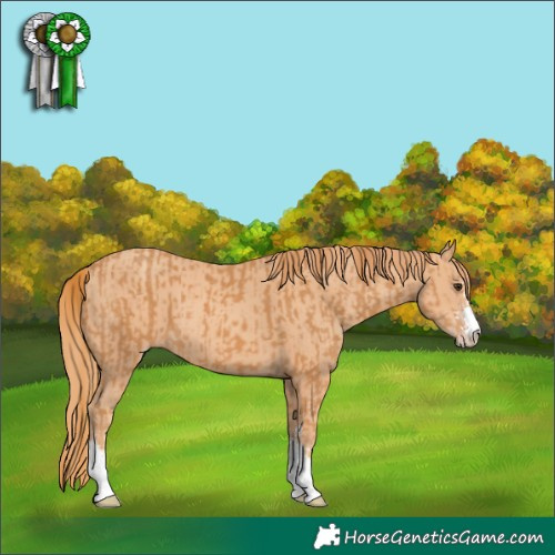 Horse Color:Chestnut  and Gold Champagne 