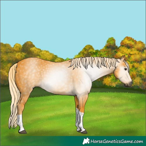 Horse Color:Gray Palomino Tobiano