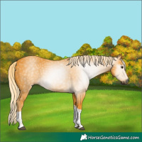 Horse Color:Gray Palomino Tobiano 
