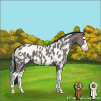 Horse Color:Grullo Splash Appaloosa 