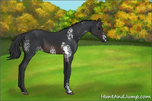 Horse Color:White Spotted Brown 