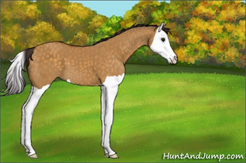 Horse Color:Buckskin Dun Splash 