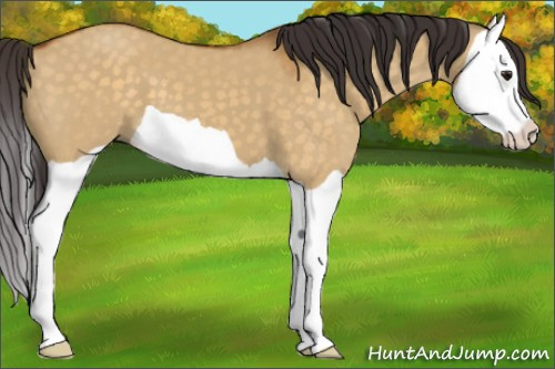 Horse Color:Buckskin Dun Splash 