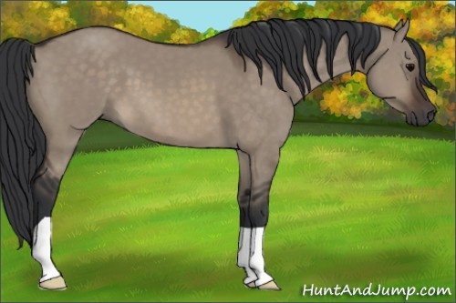 Horse Color:Brown Dun 