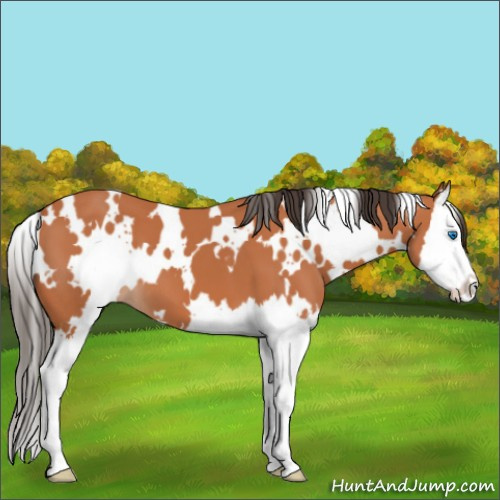 Horse Color:White Spotted Bay Splash 