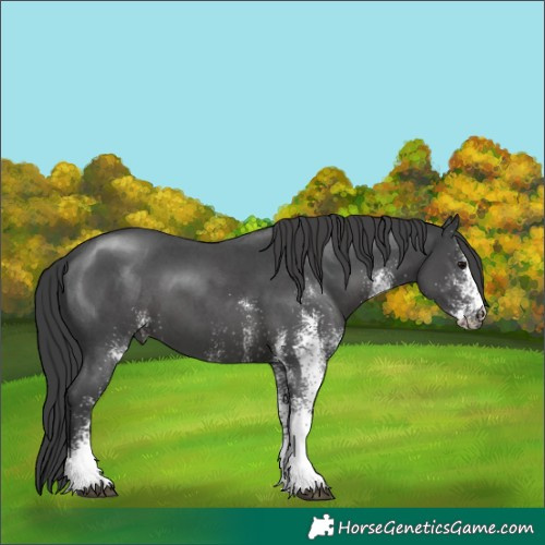 Horse Color:White Spotted Black 