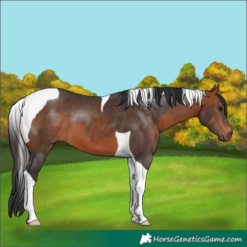 Horse Color:Bay Tobiano 
