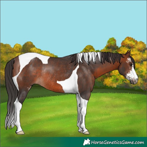Horse Color:Brown Sabino Tobiano Rabicano 