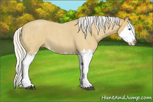 Horse Color:Silver Buckskin Roan Splash 