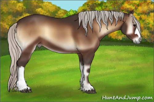 Horse Color:Silver Bay Onyx 