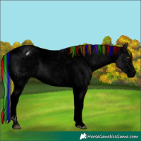 Horse Color:Void Painted Watercolor White Spotted Black Ice Pearl Tobiano Appaloosa Rabicano 