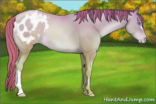 Horse Color:Chocolate Sable Champagne Pearl Appaloosa 