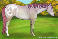 Horse Color:Chocolate Sable Champagne Pearl Appaloosa 