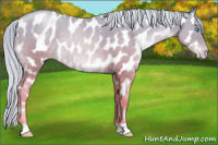 Horse Color:Palomino Pearl Appaloosa Rabicano