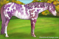 Horse Color:Liver Chestnut Pearl Appaloosa 