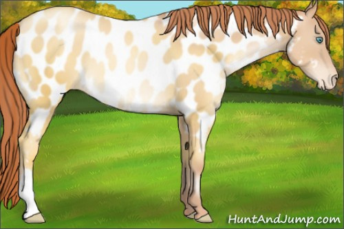 Horse Color:Classic Champagne Pearl Appaloosa 