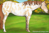 Horse Color:Classic Champagne Pearl Appaloosa 