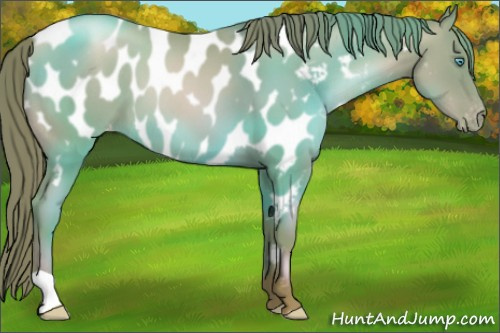 Horse Color:Chocolate Smoky Black Pearl Appaloosa 