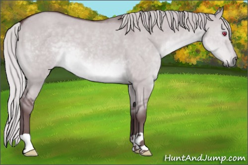 Horse Color:Chocolate Silver Grullo Chinchilla 