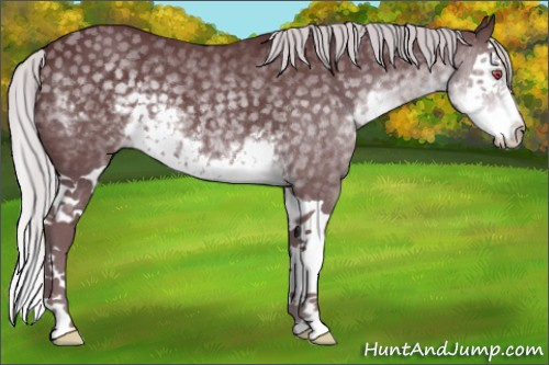 Horse Color:Chocolate Silver Smoky Black Chinchilla Splash 