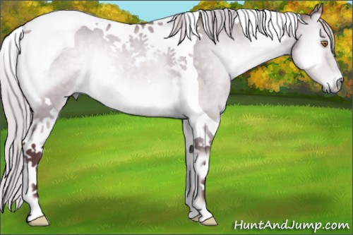 Horse Color:Chocolate Silver Grullo Chinchilla Onyx Tobiano