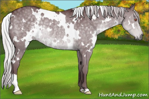 Horse Color:White Spotted Chocolate Silver Black Chinchilla Rabicano