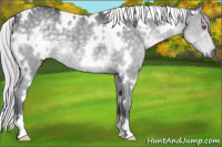 Horse Color:White Spotted Silver Black Chinchilla 