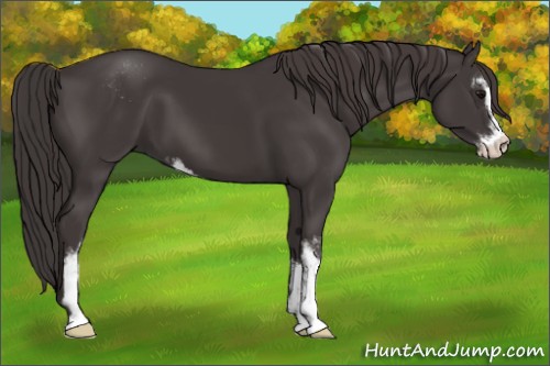 Horse Color:Smoky Black Sabino 