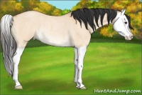 Horse Color:Bay Roan Dun Splash Rabicano 