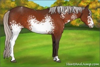 Horse Color:White Spotted Silver Bay Rabicano