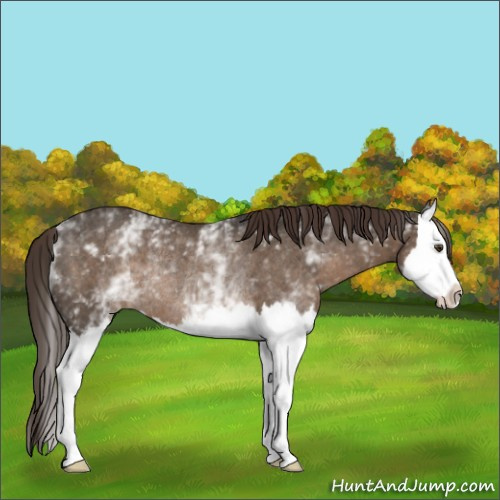 Horse Color:White Spotted Liver Red Dun Splash Rabicano