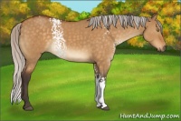 Horse Color:White Spotted Silver Buckskin Dun Rabicano 
