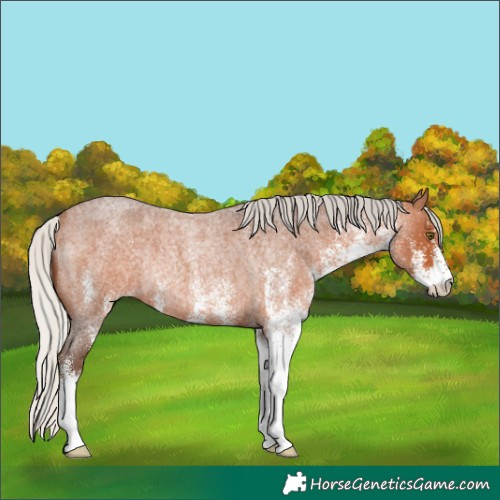 Horse Color:White Spotted Silver Bay Roan Rabicano