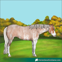 Horse Color:White Spotted Silver Bay Roan Rabicano 
