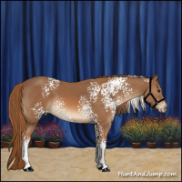 Horse Color:White Spotted Chestnut Rabicano 