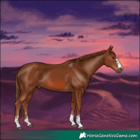 Horse Color:Chestnut 