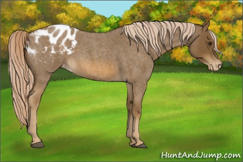 Horse Color:Chocolate Palomino Roan Appaloosa 