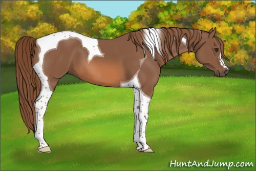 Horse Color:Chestnut Tobiano 
