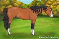 Horse Color:Bay Sabino Splash 