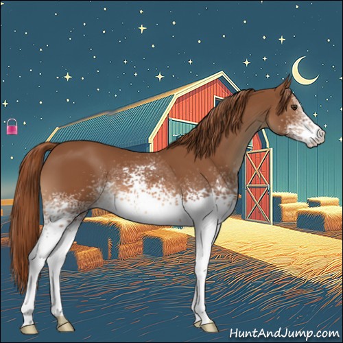 Horse Color:White Spotted Chestnut 